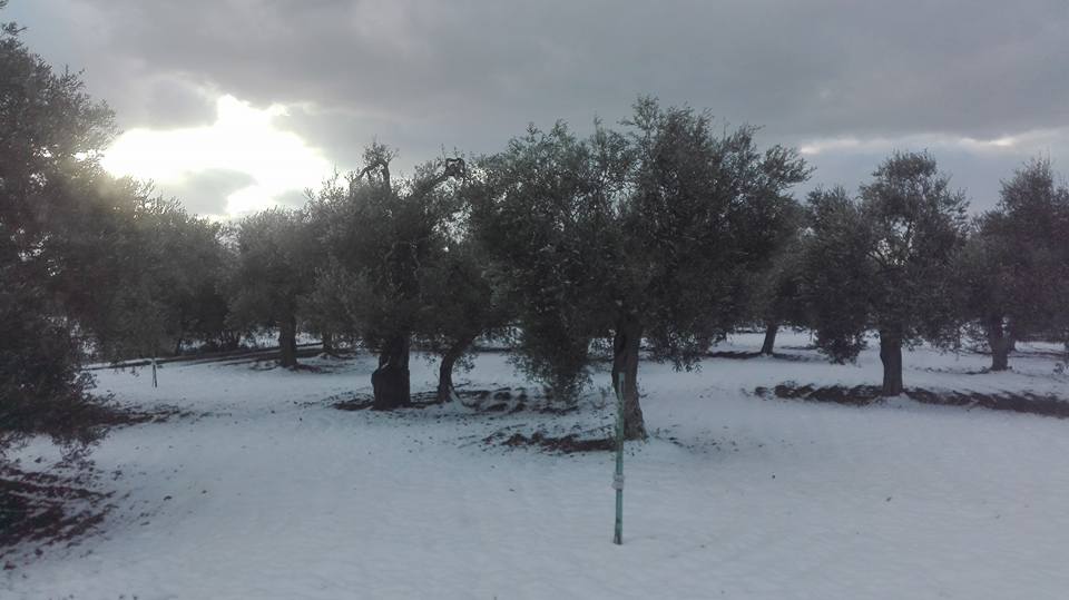 ulivi innevati di Puglia